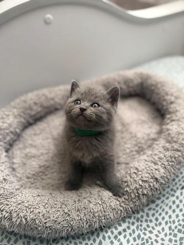 Chatons British Shorthair, Chatte ou Chat, 0 à 2 ans