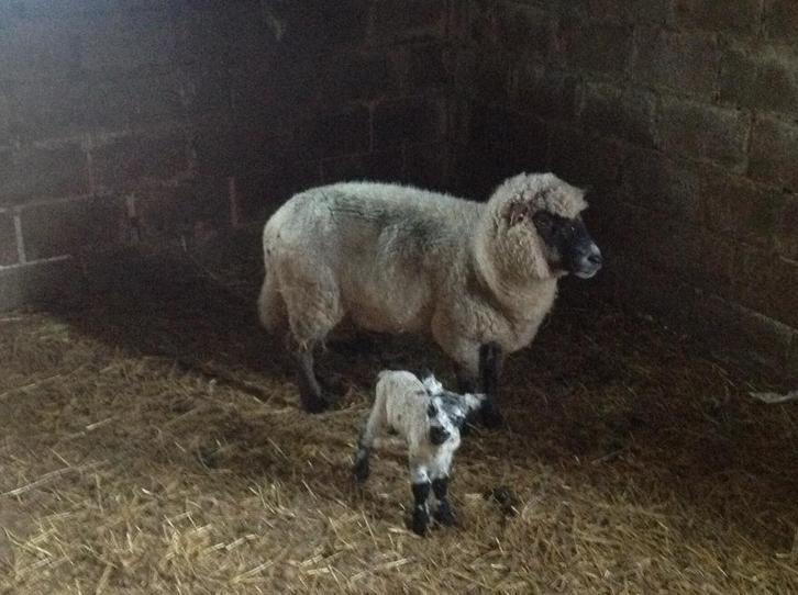 lammen: te koop gezocht: assistentie slacht, Animaux & Accessoires, Moutons, Chèvres & Cochons, Mouton, Sexe inconnu, 0 à 2 ans