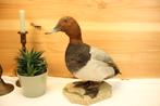 Taxidermie - opgezette eend, Ophalen of Verzenden, Gebruikt, Opgezet dier