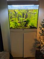 VOLLEDIG AQUARIUM + TOEBEHOREN, Dieren en Toebehoren, Ophalen, Gebruikt, Gevuld zoetwateraquarium