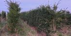 Taxus - Haag, Boom, Tuin en Terras, Planten | Struiken en Hagen, Ophalen, Taxus, Haag, 100 tot 250 cm