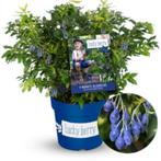 Blauwe-bessen speciale soorten voor balkon of terras plant, Volle zon, Minder dan 100 cm, Ophalen of Verzenden, In pot