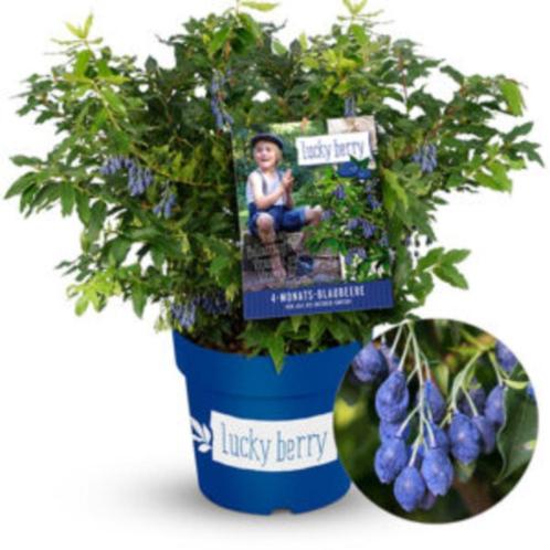 Blauwe-bessen speciale soorten voor balkon of terras plant, Tuin en Terras, Planten | Fruitbomen, Overige soorten, Minder dan 100 cm