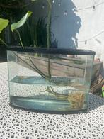 Aquarium of kweekbak, Ophalen, Gebruikt, Leeg aquarium