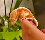 Wimpergekko, vrouw, nakweek November 2023, Dieren en Toebehoren