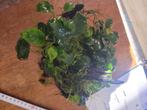 hout met anubias en java mos, Dieren en Toebehoren, Ophalen, Nieuw, Plant(en), Steen of Hout