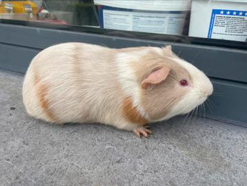 Jonge cavia beschikbaar voor biedingen