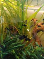 Black molly, Dieren en Toebehoren, Vissen | Aquariumvissen, Vis, Zoetwatervis