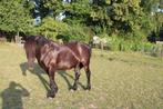2 Paarden grote en stevig D-Pony's ruinen, Gechipt, Niet van toepassing, Hengst, 11 jaar of ouder