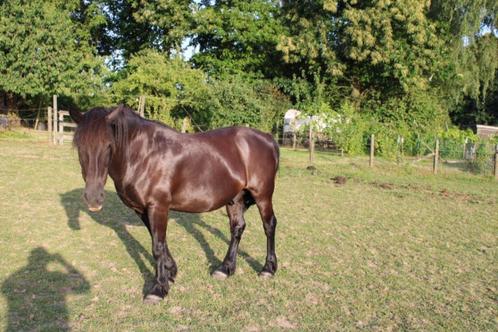 2 Paarden grote en stevig D-Pony's ruinen, Dieren en Toebehoren, Pony's, Hengst, Niet van toepassing, D pony (1.37m tot 1.48m)