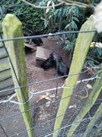 Ayam cemani, Dieren en Toebehoren, Pluimvee