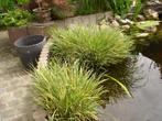 Waterplanten ,Blonde calmus scheuten en grotere stukken, Ophalen, Zo goed als nieuw, Vijverfilter