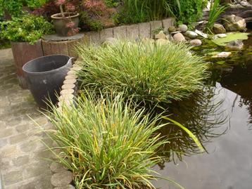 Waterplanten ,Blonde calmus scheuten en grotere stukken beschikbaar voor biedingen