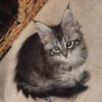 Chatons maine coon née à Bruxelles, Dieren en Toebehoren, Katten en Kittens | Raskatten | Langhaar, Kater, Gechipt, 0 tot 2 jaar
