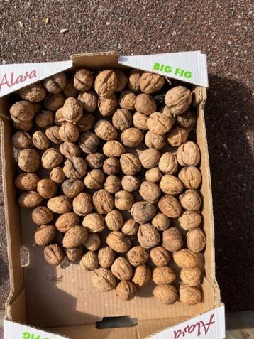 Walnoten okkernoten pas geraapt beschikbaar voor biedingen