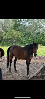 5-jarige merrie en 10 jarige ruin te koop, Dieren en Toebehoren, Meerdere dieren, Niet van toepassing, Minder dan 160 cm, 3 tot 6 jaar