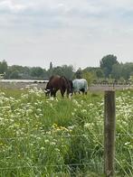 GEZOCHT: Spring/Eventing Paard, Débourré, Cheval de saut