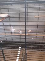 Zebravinken, Dieren en Toebehoren, Geringd