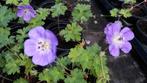 Gerarium Rozanne ( ooievaarsbek), Tuin en Terras, Planten | Tuinplanten, Ophalen, Bodembedekkers, Volle zon, Vaste plant