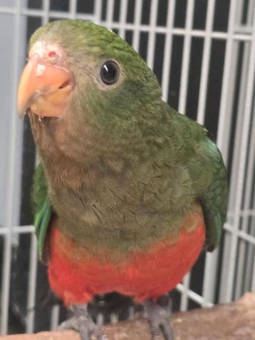 Jonge Koningsparkieten
Zijn rustige vogels vrij tam komen no beschikbaar voor biedingen