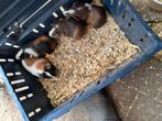 Jonge cavia's 4 weken oud, Dieren en Toebehoren, Juli, Cavia