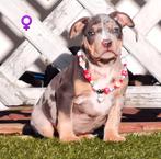 AMERICAN BULLY PUPS. ( UNIEKE BLOEDLIJNEN), Overige rassen, 8 tot 15 weken, Buitenland, CDV (hondenziekte)