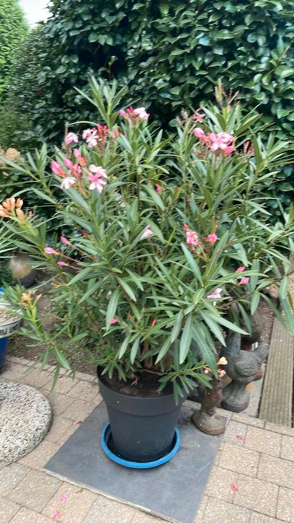 Mooie oleaner 3 kleuren 1.40m, Tuin en Terras, Planten | Tuinplanten, Ophalen
