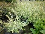 bonte japanse wilg, salix hakuro nishiki, Volle zon, Vaste plant, Lente, Ophalen