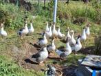 Vlaamse  ganzen, Dieren en Toebehoren, Pluimvee