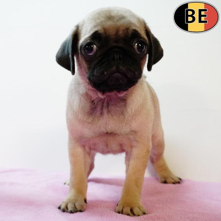Mopshond (teefje) Belgische pup te koop, Dieren en Toebehoren, Honden | Chihuahua's en Gezelschapshonden, Teef, Overige rassen