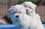 Maltezer pups, Maltezer, 15 weken tot 1 jaar, Buitenland, CDV (hondenziekte)