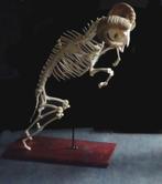 schedel , skelet van een ram, Ophalen, Schedel