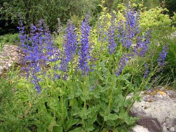 Salvia pratensis  beschikbaar voor biedingen