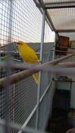 kakarikies te koop, Plusieurs animaux, Perruche