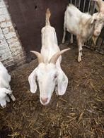 Melkgeiten, Dieren en Toebehoren