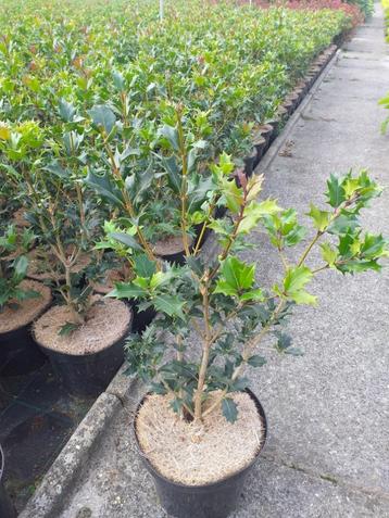 Osmanthus heterophyllus / schijnhulst beschikbaar voor biedingen