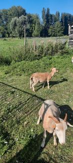 Wiltshire horn ram, Dieren en Toebehoren, Schapen, Geiten en Varkens