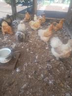 Verse broedeieren van zijdehoentjes, Dieren en Toebehoren, Pluimvee, Meerdere dieren, Kip