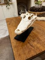 Schedel krokodil met cites lengte 37 cm, Antiek en Kunst, Ophalen of Verzenden