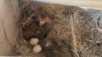 5- tal agapornis roseicolli, Dieren en Toebehoren, Geslacht onbekend, Overige soorten