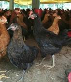 zwarte harco kippen 100% hennen, Dieren en Toebehoren, Pluimvee, Kip, Vrouwelijk