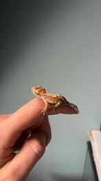 Gekko, een kuifwimpergekko, kuifgekko, baby, Dieren en Toebehoren