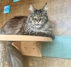 ️ Maine coon ️, Dieren en Toebehoren, Poes, Gechipt, 3 tot 5 jaar