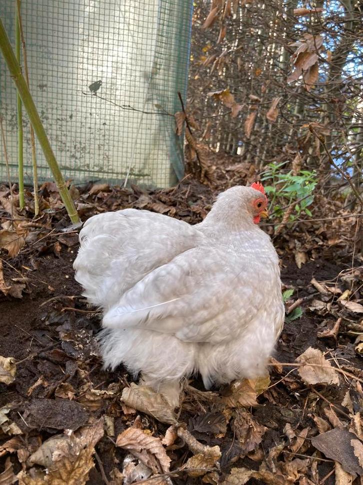 Cochin kriel haan parelgrijs-koekoek, Dieren en Toebehoren, Pluimvee