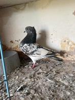 Speciaal duiven uit Irak gekomen voor € 200, Dieren en Toebehoren, Vogels | Duiven, Mannelijk, Postduif