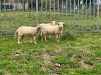 Wiltshire Horn Schapen, Animaux & Accessoires, Mouton, Femelle, 0 à 2 ans