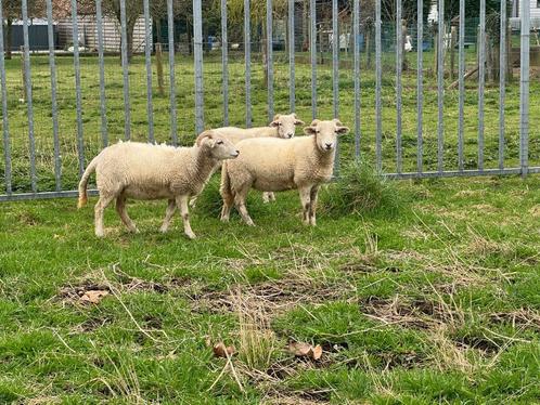 Wiltshire Horn Schapen, Animaux & Accessoires, Moutons, Chèvres & Cochons, Mouton, Femelle, 0 à 2 ans