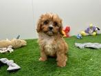 Cavapoo pups, Dieren en Toebehoren, België, 8 tot 15 weken, CDV (hondenziekte), Meerdere