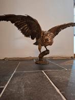 Buizerd taxidermie, Enlèvement