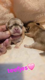 Prachtige langharige chihuahua pups beschikbaar, Dieren en Toebehoren, België, Fokker | Hobbymatig, CDV (hondenziekte), 8 tot 15 weken